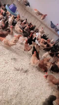 golden misri murghin egg laying 100 piec for sale 03365225990