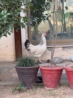 light sussex female white hen