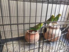 one pair and one female parrot