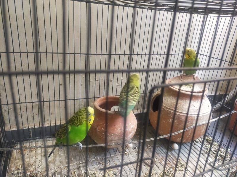 one pair and one female parrot 1