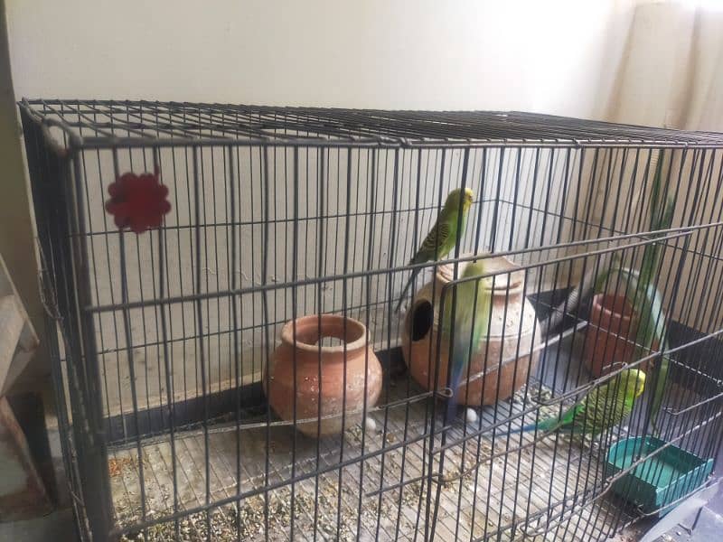 one pair and one female parrot 2