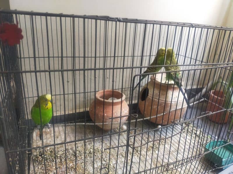 one pair and one female parrot 3