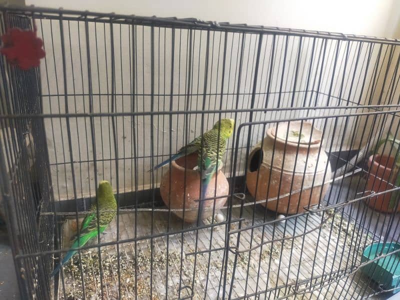 one pair and one female parrot 4