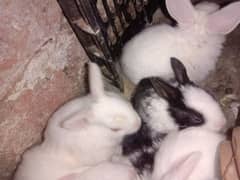 Salaam ! I am Selling My Rabbit's Babies Only Interested contact Me !