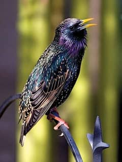 European Starling | Brahminy starling | exotic pet | Starling