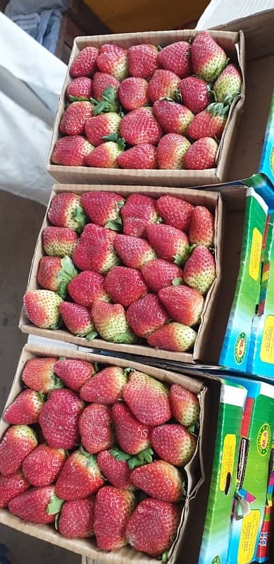 Fresh Fruits Available For Sale 6