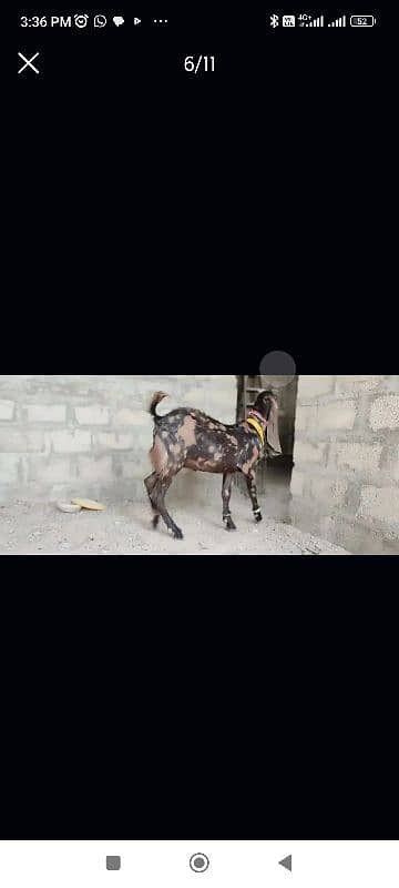 ajrak kamori male Ghar ka Palma HOA best 2025 qurbani 1