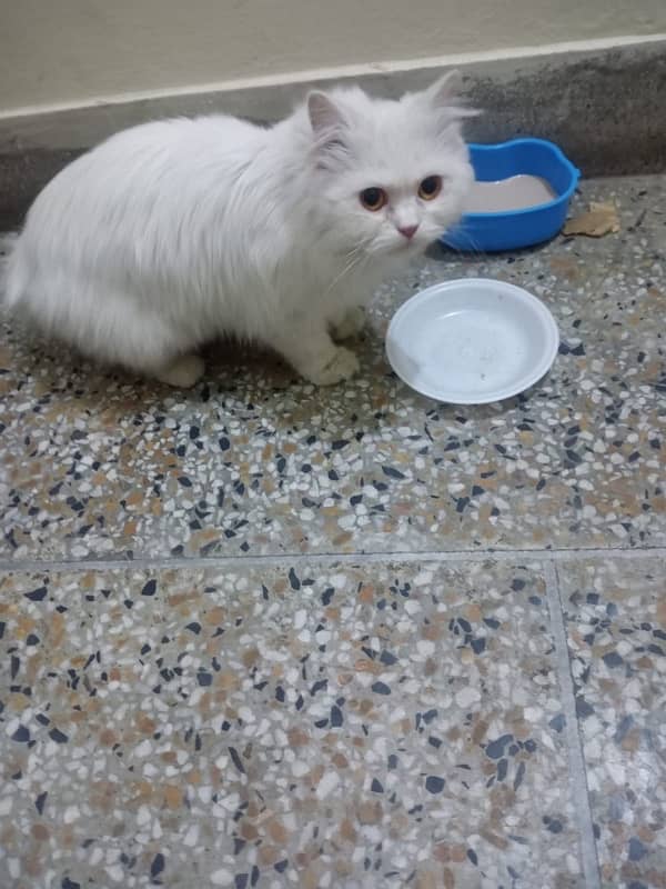 4 months female cat triple coat vaccinated 2