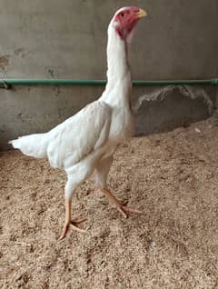 Top Quality king shamo Females paper white