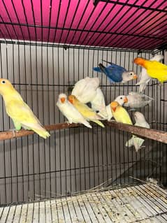 Love Birds/Castino/Strata off-line/Criminal/parrots/albino/blue bird