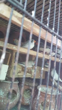 Zebra finches breeder pair Price Kam ho jaya gi read add