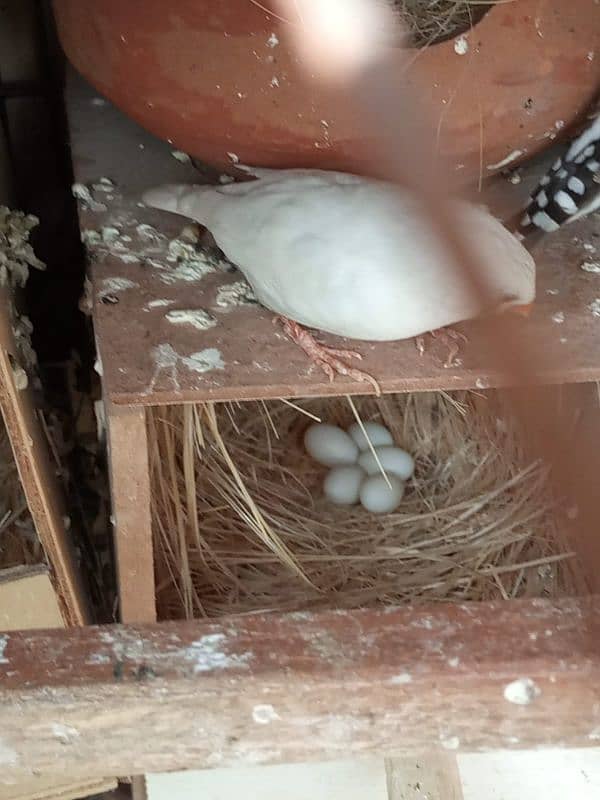 Zebra finches breeder pair Price Kam ho jaya gi read add 2