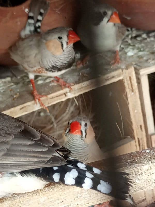 Zebra finches breeder pair Price Kam ho jaya gi read add 3