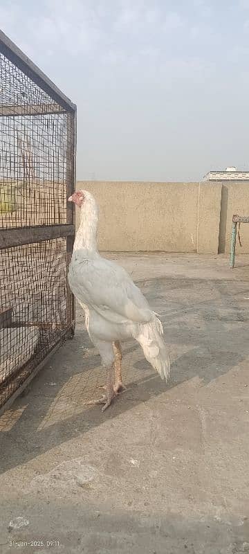 Heera Patha | 0313-4675541-Heera Aseel | white Chick | 0