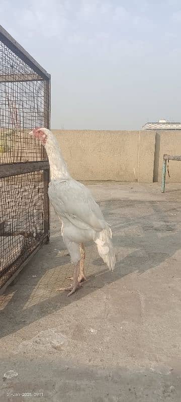 Heera Patha | 0313-4675541-Heera Aseel | white Chick | 1