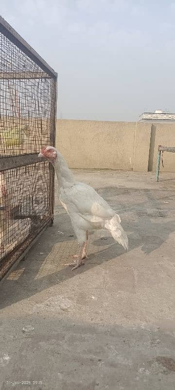 Heera Patha | 0313-4675541-Heera Aseel | white Chick | 5