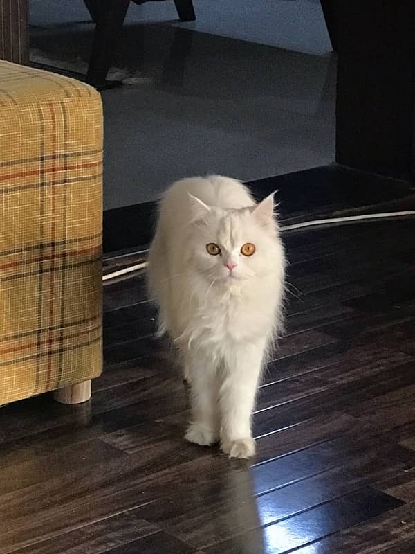 white Persian 1-year-old female cat 0