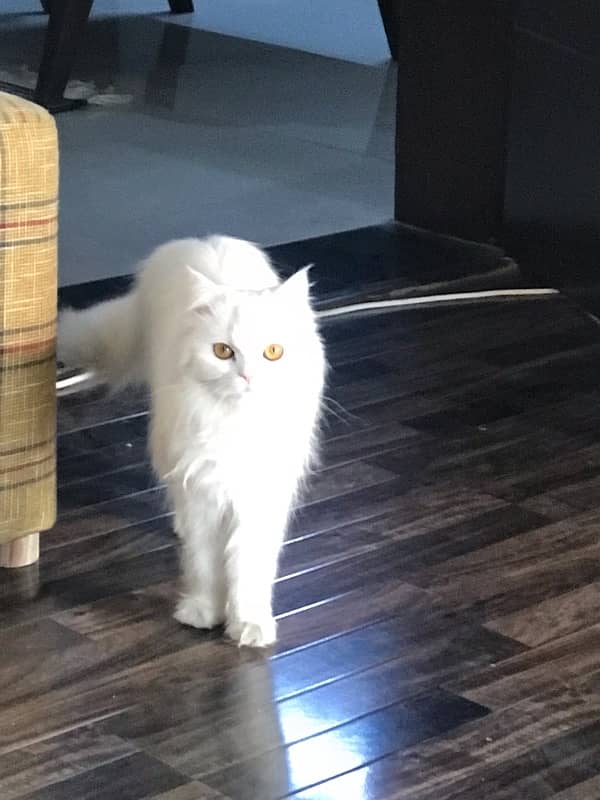 white Persian 1-year-old female cat 1