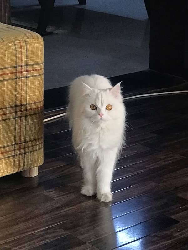 white Persian 1-year-old female cat 2