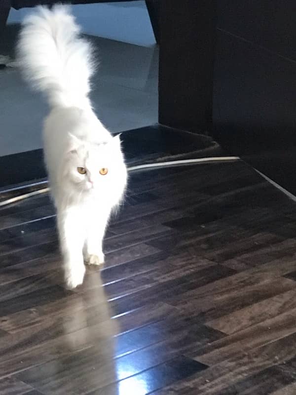 white Persian 1-year-old female cat 3