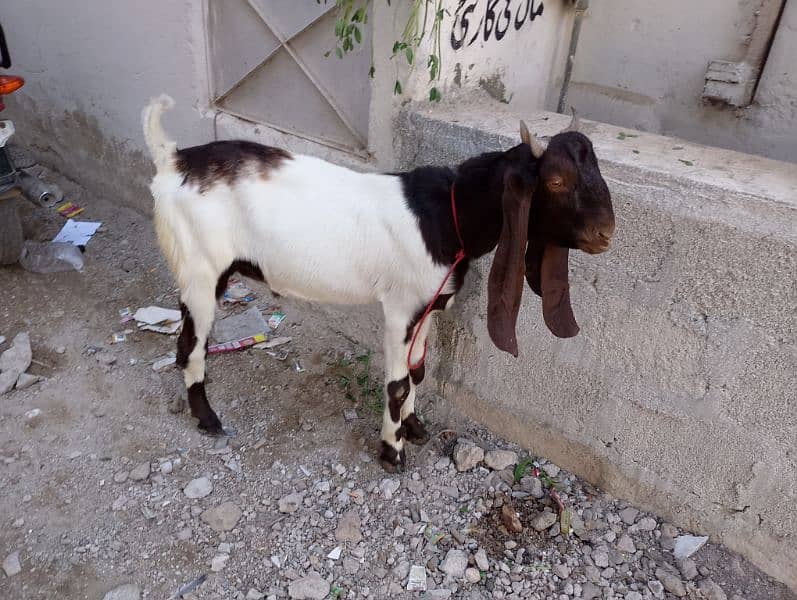 Kamori beautiful print Aandu Bakra for sell 2