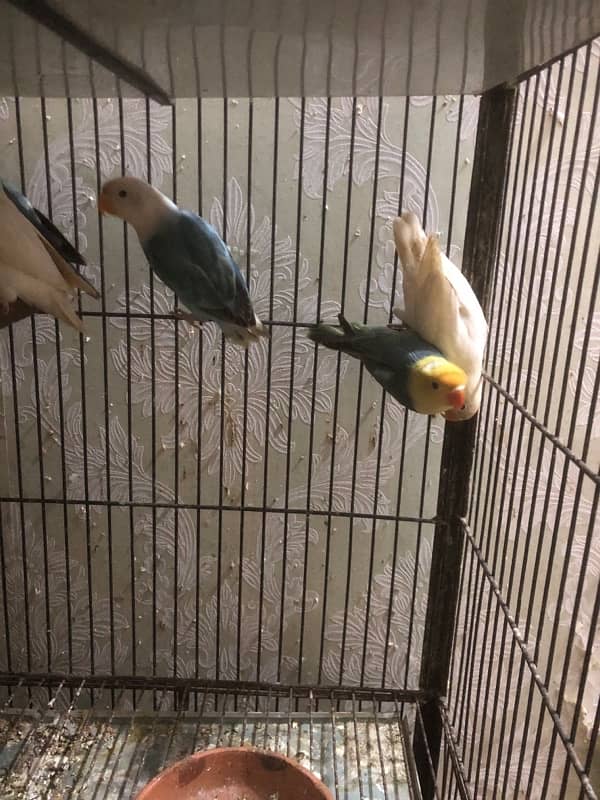 all love birds for sale urgent 1