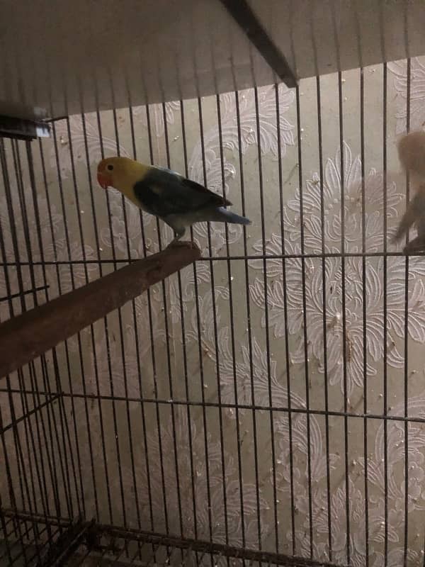 all love birds for sale urgent 2