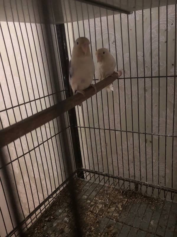 all love birds for sale urgent 3