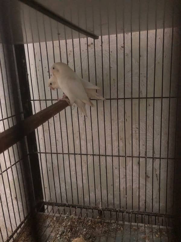 all love birds for sale urgent 4