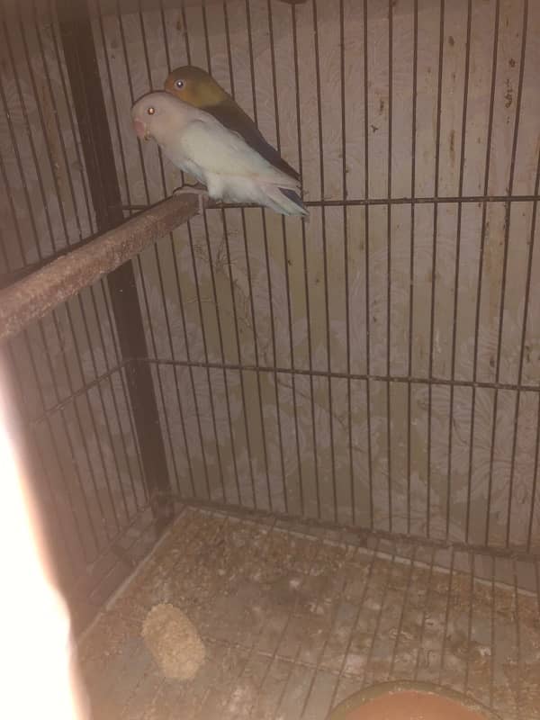 all love birds for sale urgent 5