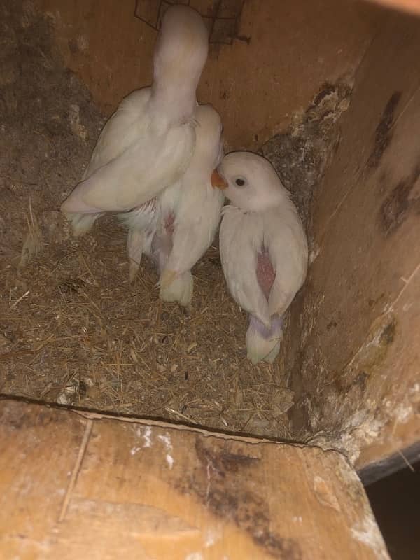 all love birds for sale urgent 7