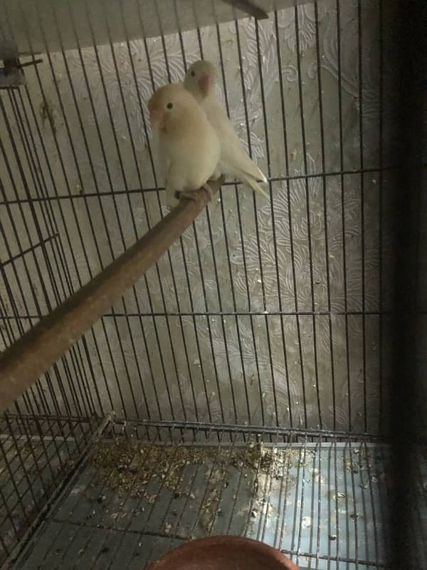 all love birds for sale urgent 8