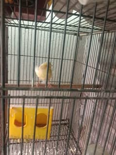 male and female best breed canary mosaiq