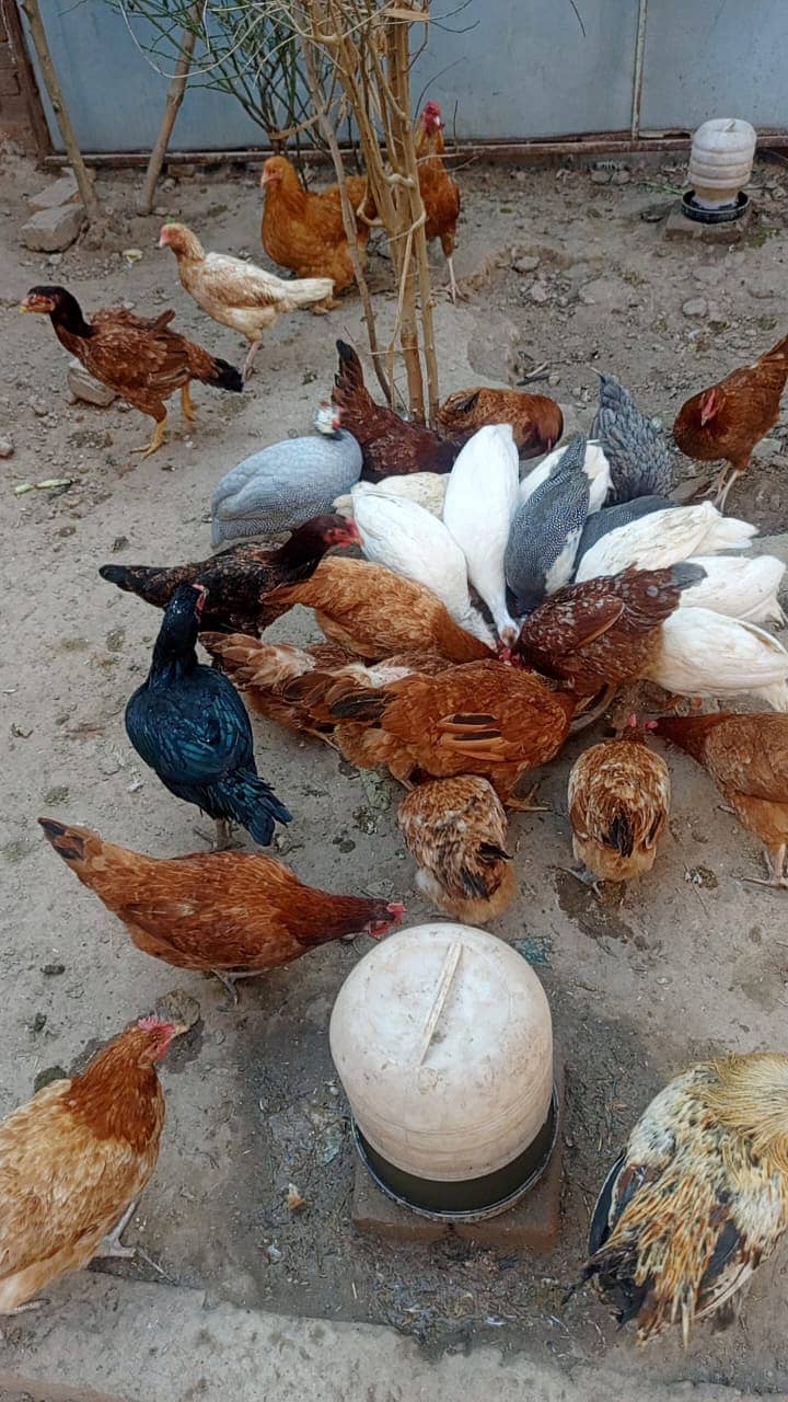 Desi Murghi | Desi Murgha | Desi Murgi | Desi Murgiyan | Desi Hens 0