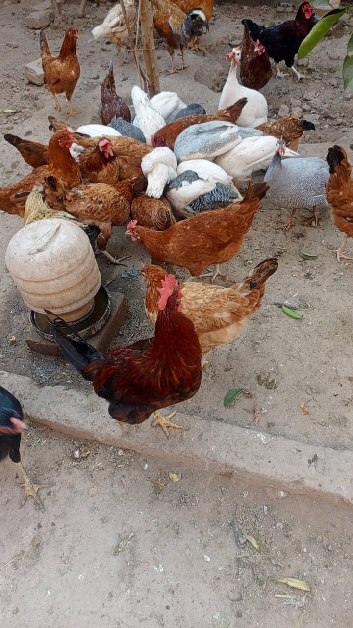 Desi Murghi | Desi Murgha | Desi Murgi | Desi Murgiyan | Desi Hens 1