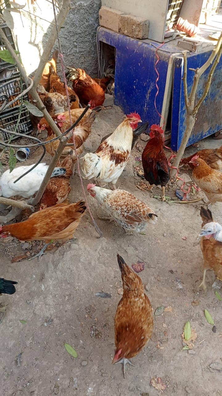 Desi Murghi | Desi Murgha | Desi Murgi | Desi Murgiyan | Desi Hens 2