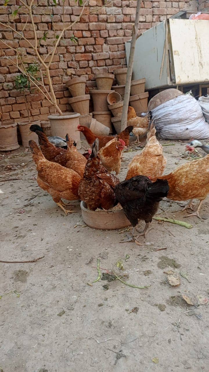 Desi Murghi | Desi Murgha | Desi Murgi | Desi Murgiyan | Desi Hens 3