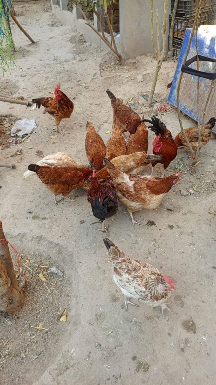 Desi Murghi | Desi Murgha | Desi Murgi | Desi Murgiyan | Desi Hens 4