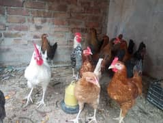 mistri desi hens