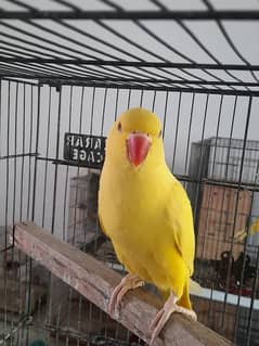 yellow ringneck chicks age about 1 year