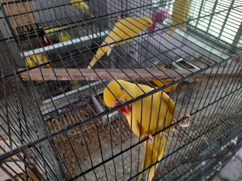 yellow ringneck chicks age about 1 year 2