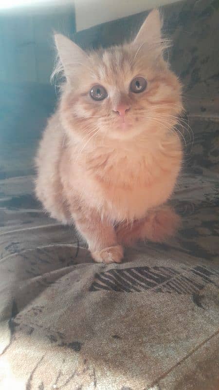 Male Persian Kitten 0