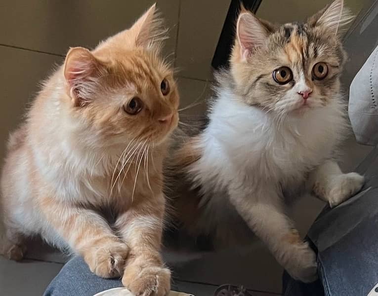 Persian Cat Pair 5