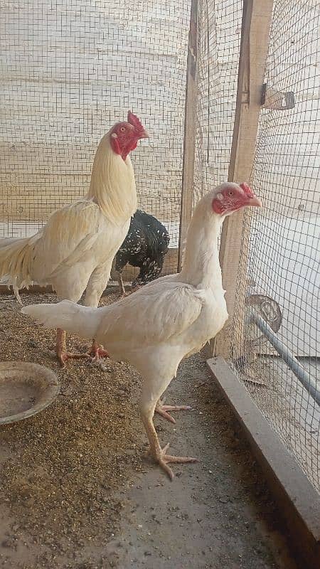 heera pair and 1 extra hen 1