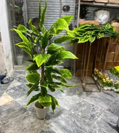 Home Decoration Plant