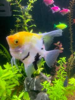 koi Angels and fluorescent tetras for sale