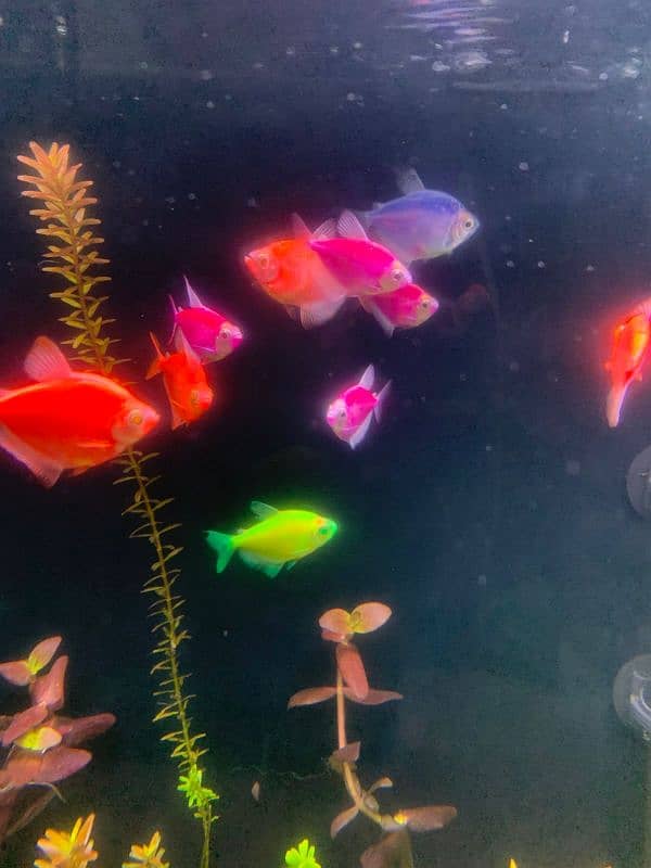 koi Angels and fluorescent tetras for sale 2