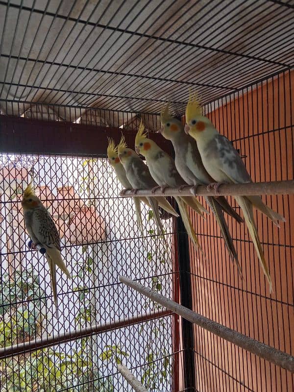 Cockatiel 4 month age Cream vpaid . Eno vpaid . pearl . Gary 0