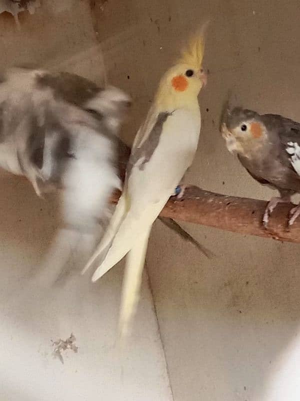 Cockatiel 4 month age Cream vpaid . Eno vpaid . pearl . Gary 1