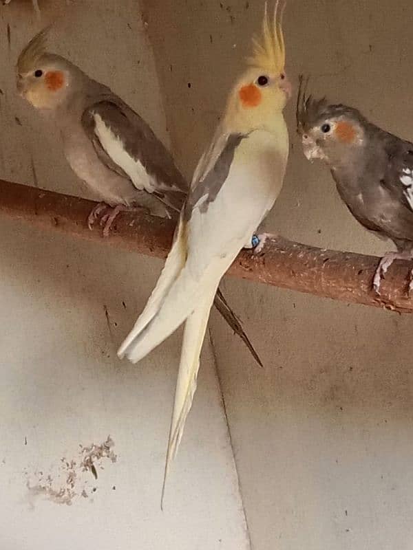 Cockatiel 4 month age Cream vpaid . Eno vpaid . pearl . Gary 3